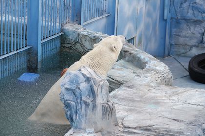 В Екатеринбурге белых медведей заставляют грызть лед, чтобы добыть еду