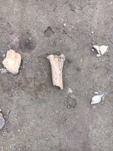 «В буквальном смысле ходим по костям»: на дне Городского пруда нашли чьи-то останки