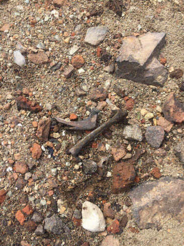«В буквальном смысле ходим по костям»: на дне Городского пруда нашли чьи-то останки