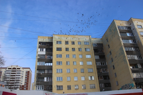 Житель Эльмаша устроил в квартире голубятню. Соседи пишут жалобы в полицию