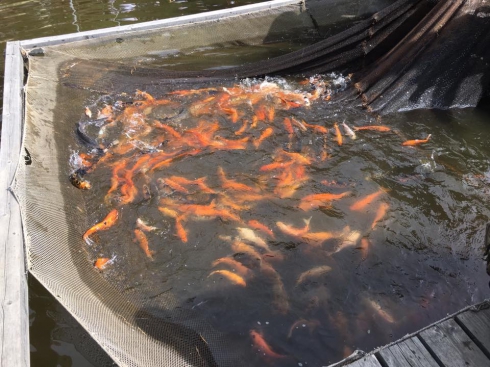 Свердловская область установила мировой рекорд массовой рыбалки