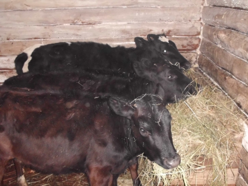 Заключенных ивдельской колонии обеспечат свежим молоком (ФОТО)