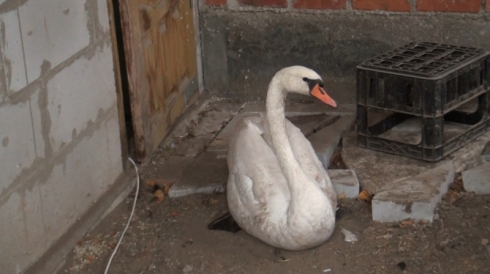 Свердловские полицейские спасли раненого лебедя на Белоярском водохранилище (ФОТО)