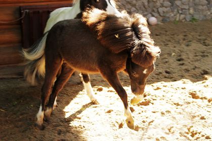 В Екатеринбургский зоопарк привезли миниатюрных лошадок