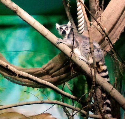 В преддверии 8 Марта екатеринбуржцы выбрали «Зоомисс-2018»