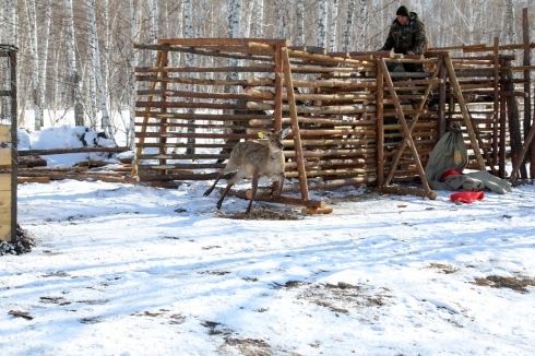 В Курганской области планируют разводить оленей, маралов и бизонов. Власти делают ставку на охотничий туризм