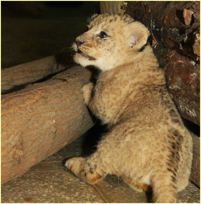 В Екатеринбургском зоопарке серьёзное пополнение