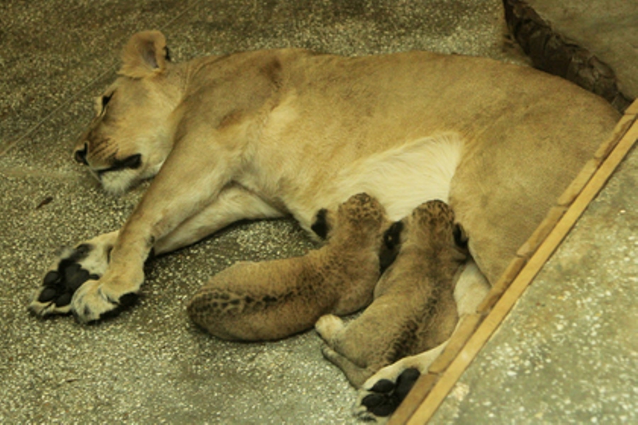 В Екатеринбургском зоопарке серьёзное пополнение