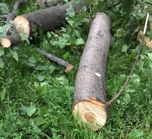 В Зеленой роще начали пилить деревья