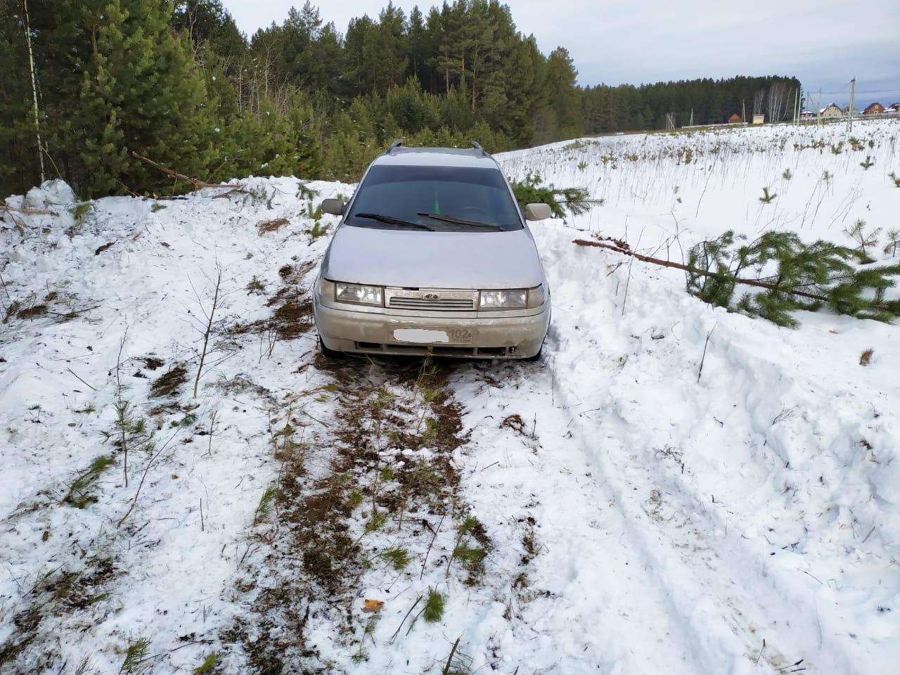 В Белоярке неизвестные продолжили вырубать лес, несмотря на запрет суда и прокуратуры