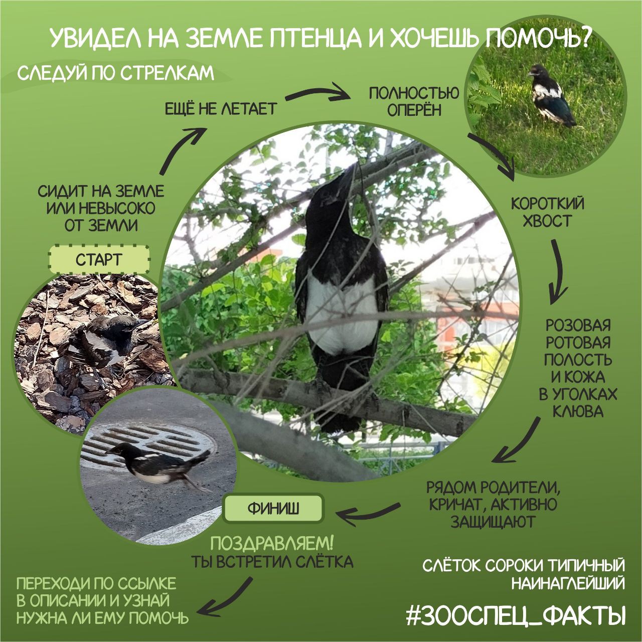 Иллюстрация ветклиники ЗооСпец