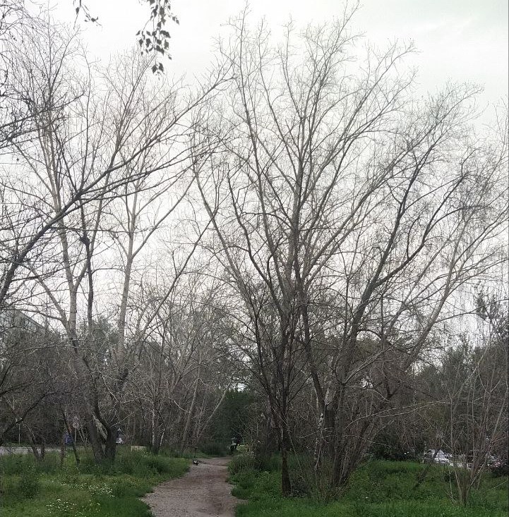 В екатеринбургском сквере, участвовавшем в голосовании за благоустройство по ФКГС, массово гибнут деревья